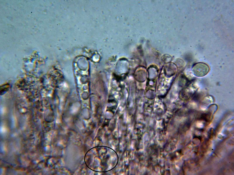 Clavaria acuta 10 - Basidios 2